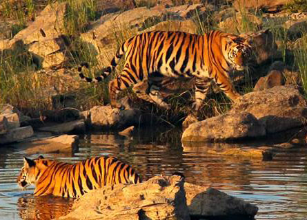 Tigers at Panna National Park
